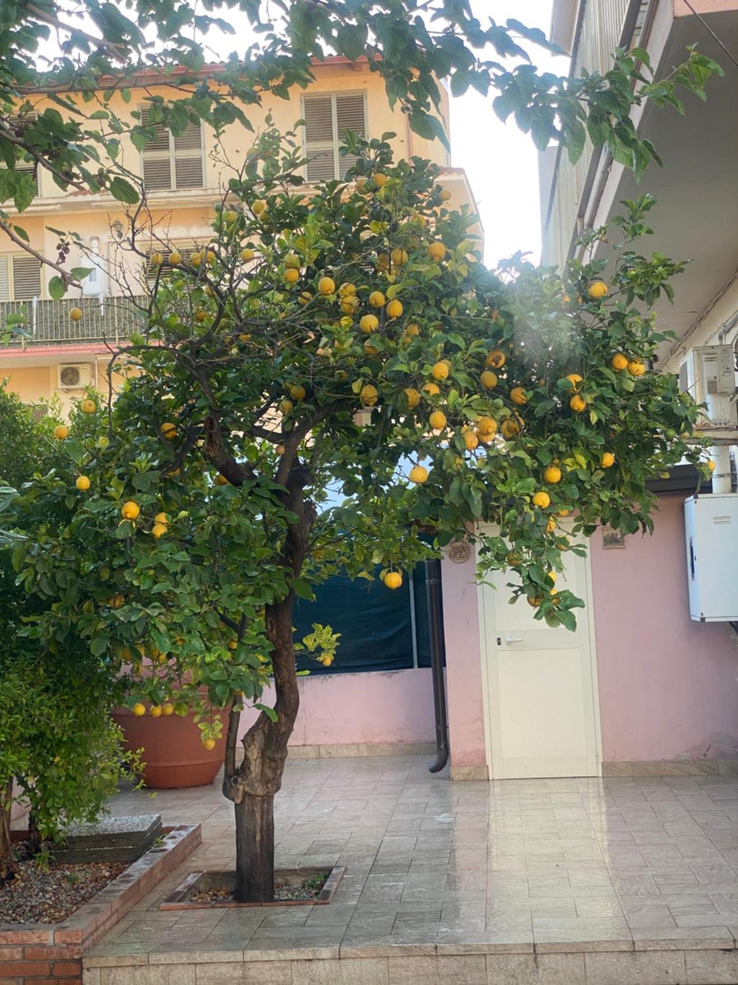 Villa L'Albero Di Limoni Sul Mare Di Pizzo Exterior foto