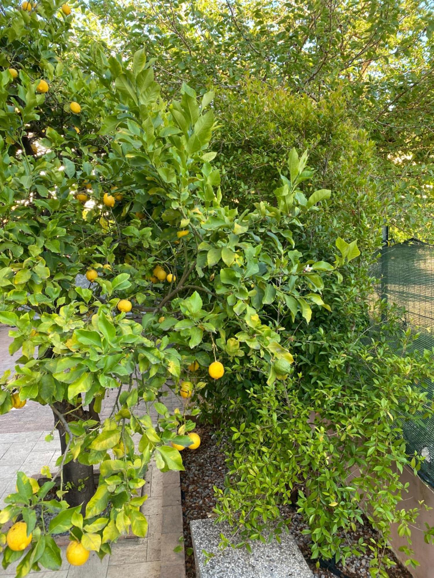 Villa L'Albero Di Limoni Sul Mare Di Pizzo Exterior foto